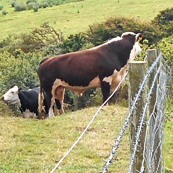 What's a bull doing on a footpath?