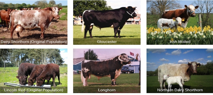 rare breeds of cattle - identify your cows and bulls