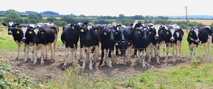 A herd of young heifers, any cow can be dangerous